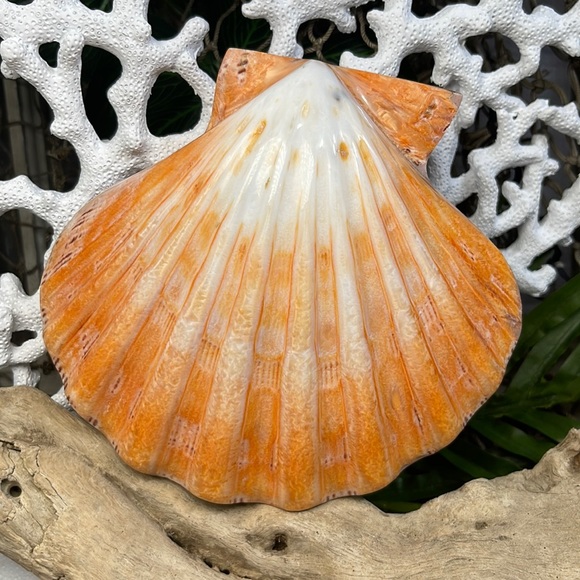 XL Real Double Closed Polished Lion Paws Shell White Coral Purple Beach Coastal - Picture 11 of 17